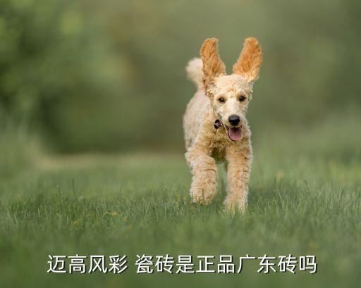迈高瓷砖价格,佛山迈高彩凤瓷砖厂发展成陶瓷墙地砖专业生产商