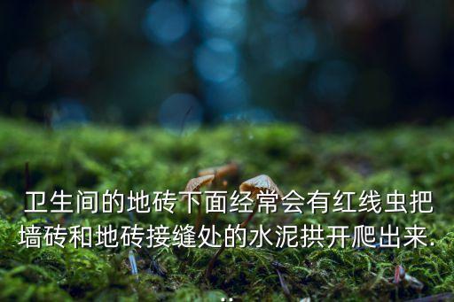 卫生间瓷砖上的虫