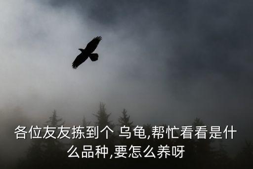 各位友友拣到个 乌龟,帮忙看看是什么品种,要怎么养呀