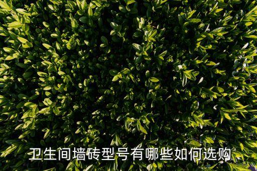  卫生间墙砖型号有哪些如何选购