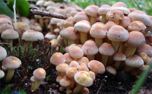 瓷片还是瓷砖,瓷片和瓷砖之别在于尺寸大小和材质不同